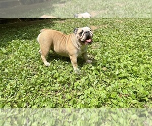 Bulldog Puppy for sale in SILVER SPRING, MD, USA