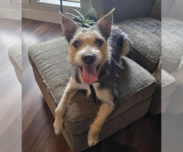 Medium Photo #8 Mutt Puppy For Sale in Princeton, MN, USA