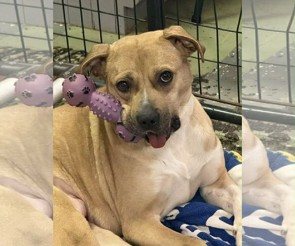 Medium Photo #1 Mutt Puppy For Sale in Martinsburg, WV, USA