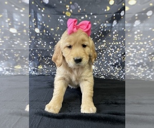 Golden Retriever Puppy for sale in LANCASTER, PA, USA