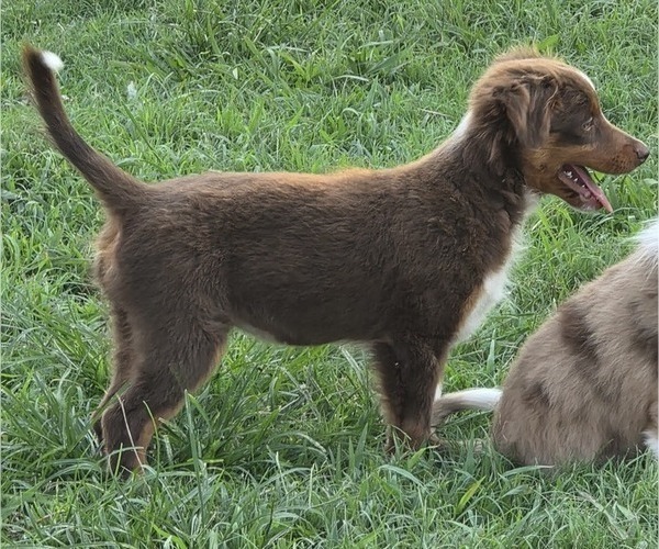 Medium Photo #18 Miniature Australian Shepherd Puppy For Sale in EVERTON, MO, USA