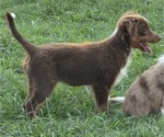 Small Photo #18 Miniature Australian Shepherd Puppy For Sale in EVERTON, MO, USA