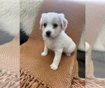 Small #2 Shih Tzu Mix
