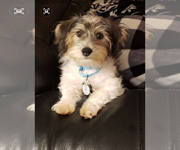 Medium Photo #1 Dachshund-Unknown Mix Puppy For Sale in Plymouth, MN, USA