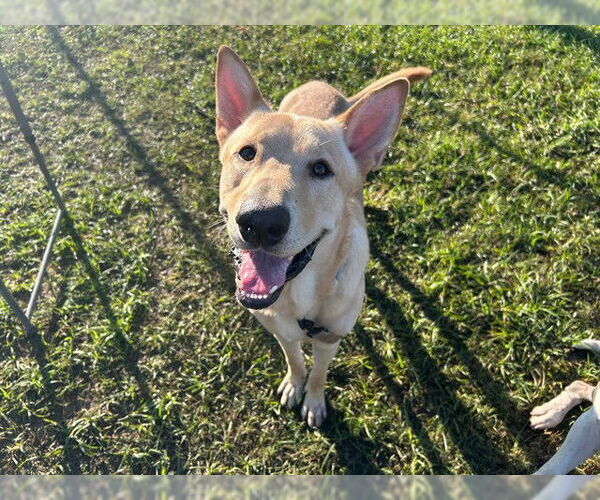Medium Photo #2 Shepradors Puppy For Sale in Ocala, FL, USA