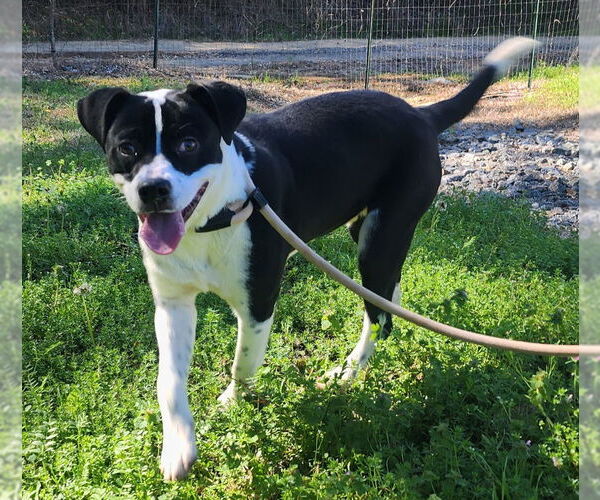 Medium Photo #2 Mutt Puppy For Sale in Wetumpka, AL, USA