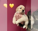 Puppy Yellow Golden Retriever