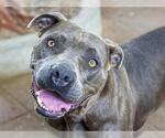 Small #1 American Pit Bull Terrier