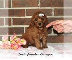 Small #2 Cavapoo (Miniature)