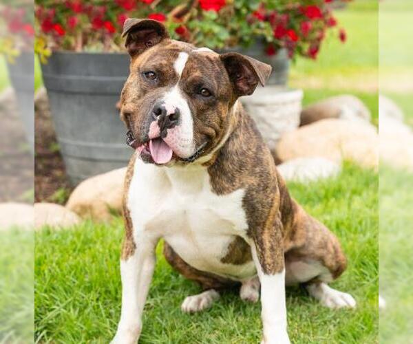 Medium Photo #2 American Staffordshire Terrier-Unknown Mix Puppy For Sale in Camarillo, CA, USA