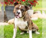 Small Photo #2 American Staffordshire Terrier-Unknown Mix Puppy For Sale in Camarillo, CA, USA