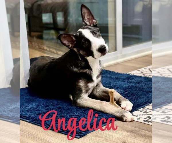 Medium Photo #3 Holland Shepherd-Unknown Mix Puppy For Sale in Imlay City, MI, USA