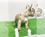 Small Photo #28 French Bulldog Puppy For Sale in LOS ANGELES, CA, USA