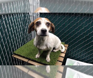 Beagle Dogs for adoption in Downey, CA, USA