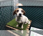 Small Beagle