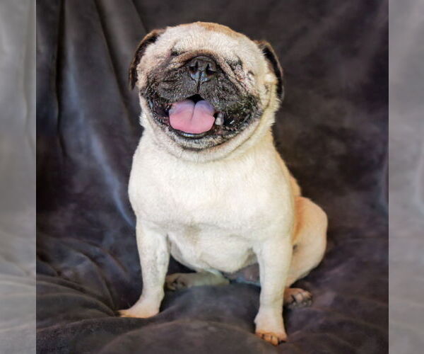 Medium Photo #2 Pug Puppy For Sale in Albuquerque, NM, USA