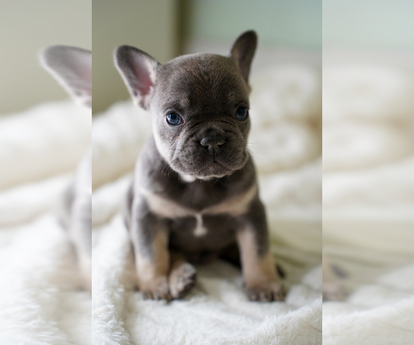 Medium Photo #1 French Bulldog Puppy For Sale in MIAMI BEACH, FL, USA