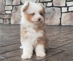 Small #1 Pom-A-Poo