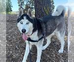 Small #1 Siberian Husky