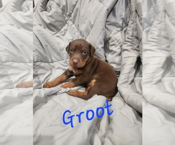 Medium Photo #4 Doberman Pinscher Puppy For Sale in SALLEY, SC, USA