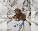 Small #3 Doberman Pinscher