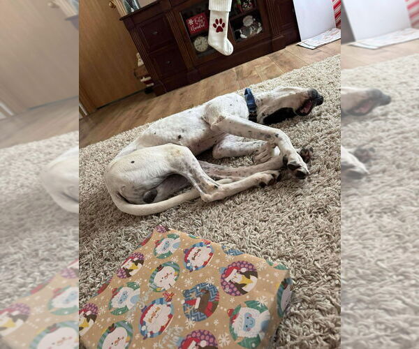 Medium Photo #3 Great Dane-Pointer Mix Puppy For Sale in Bullard, TX, USA