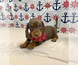 Dachshund Puppy for sale in WINNSBORO, LA, USA