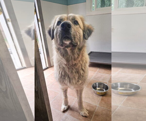 Medium Photo #3 Anatolian Shepherd-Unknown Mix Puppy For Sale in Sequim, WA, USA