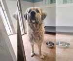 Small #2 Anatolian Shepherd Mix