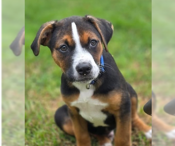 Medium Photo #13 Mutt Puppy For Sale in OKLAHOMA CITY, OK, USA