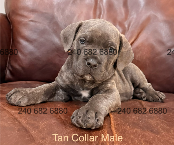 Medium Photo #1 Cane Corso Puppy For Sale in LA PLATA, MD, USA