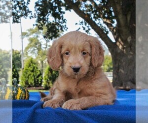 Labradoodle-Poodle (Miniature) Mix Puppy for sale in GAP, PA, USA