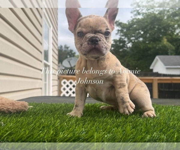 Medium Photo #6 French Bulldog Puppy For Sale in PRINCETON, WV, USA