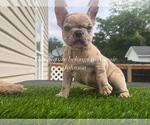 Small #5 French Bulldog