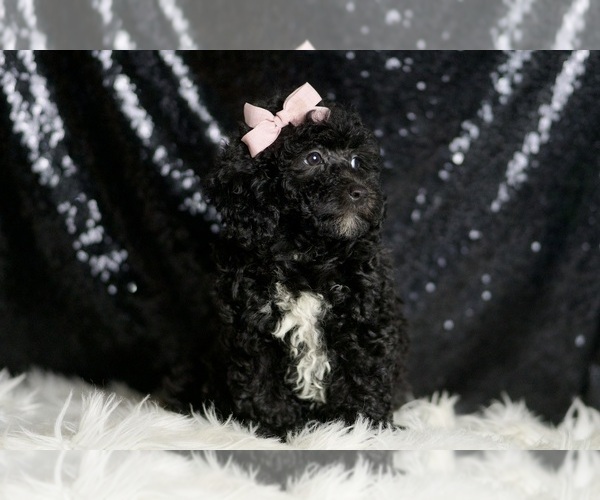 Medium Photo #7 Poodle (Miniature) Puppy For Sale in WARSAW, IN, USA