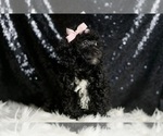 Small #6 Poodle (Miniature)