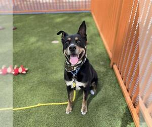 Labrador Retriever-Unknown Mix Dogs for adoption in Las Vegas, NV, USA