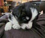 Puppy Char Miniature American Shepherd