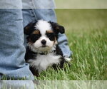 Small #2 Auss-Tzu