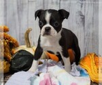 Small Photo #3 Boston Terrier Puppy For Sale in FREDERICKSBG, OH, USA