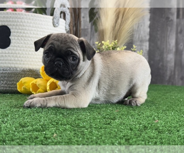 Medium Photo #3 Pug Puppy For Sale in CANOGA, NY, USA