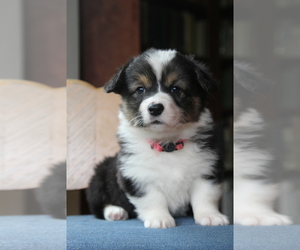 Pembroke Welsh Corgi Puppy for sale in FAIR GROVE, MO, USA