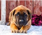 Small Photo #65 Mastiff Puppy For Sale in WAKARUSA, IN, USA