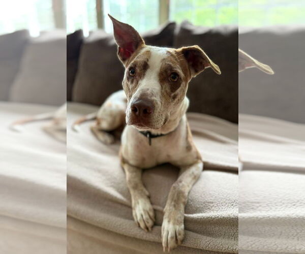 Medium Photo #2 Catahoula Leopard Dog-Unknown Mix Puppy For Sale in Woodbury, NY, USA
