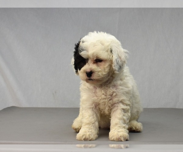 Medium Photo #5 Havanese-Maltipoo Mix Puppy For Sale in SAN DIEGO, CA, USA