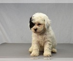 Small Photo #5 Havanese-Maltipoo Mix Puppy For Sale in SAN DIEGO, CA, USA