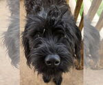 Small #3 Poodle (Standard) Mix