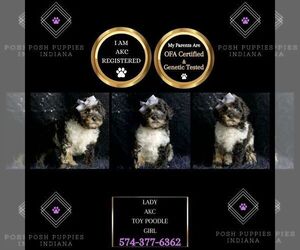 Poodle (Toy) Puppy for sale in WARSAW, IN, USA