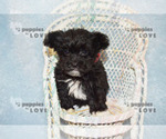 Small #11 Maltipoo