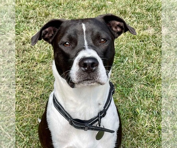 Medium Photo #1 American Pit Bull Terrier-Unknown Mix Puppy For Sale in Greensboro, NC, USA